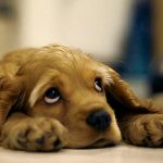 Araştırmacılar, Köpeklerin Neden Üzgün Göründüğünü Açıkladı
