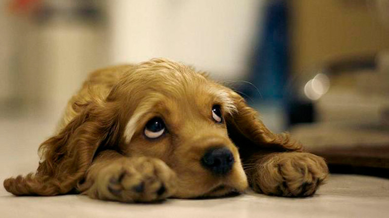 Araştırmacılar, Köpeklerin Neden Üzgün Göründüğünü Açıkladı