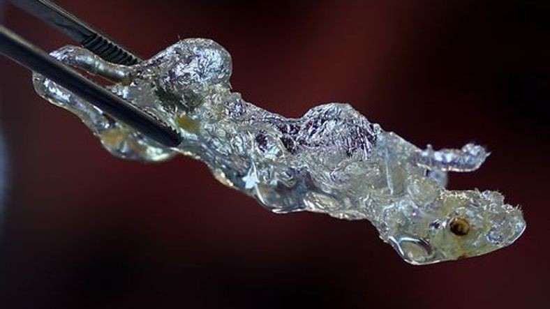 Bilim İnsanları Transparan İnsan Organları Üretti