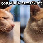 Bir Daha Asla Unutamayacağınız 10 İşe Yarar İnternet Sitesi