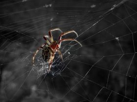 Çin’de Doktora Giden Bir Kişinin Kulağından Örümcek Çıktı