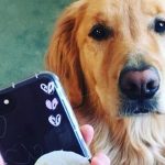 iPhone, iOS 13'le Birlikte Evcil Hayvanlarınızı Tanıyacak