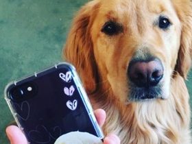 iPhone, iOS 13'le Birlikte Evcil Hayvanlarınızı Tanıyacak