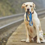 Çinli Yapay Zeka, Kaybolan Köpekleri Burun İzleriyle Buluyor