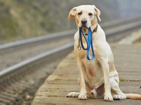 Çinli Yapay Zeka, Kaybolan Köpekleri Burun İzleriyle Buluyor
