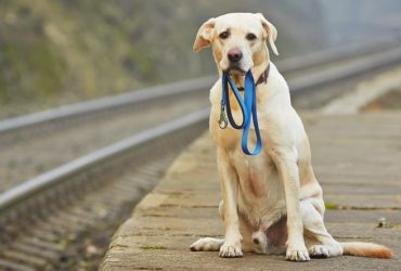 Çinli Yapay Zeka, Kaybolan Köpekleri Burun İzleriyle Buluyor