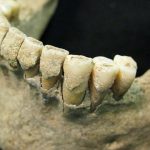 İlk İnsanların 6 Yaşına Kadar Anne Sütü Emdiği Ortaya Çıktı