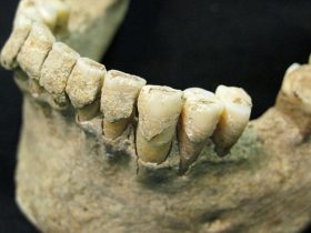 İlk İnsanların 6 Yaşına Kadar Anne Sütü Emdiği Ortaya Çıktı