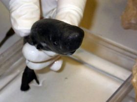 Karanlıkta Parlayan Minik bir Köpek Balığı Türü Bulundu