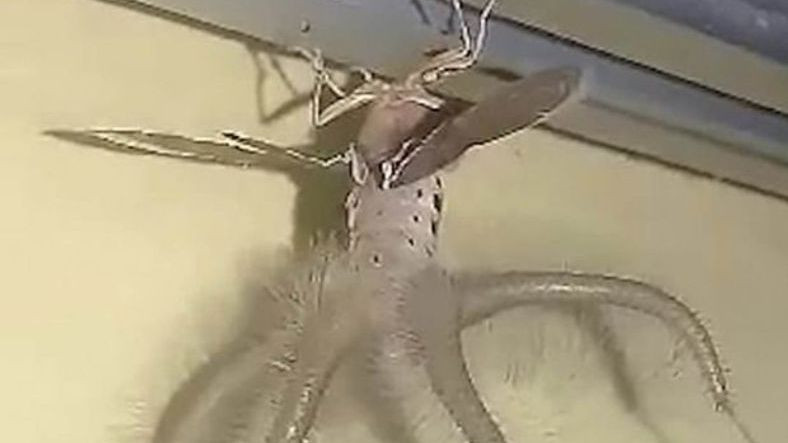 Ne Olduğu Bilinmeyen Uzaylı Benzeri Yaratık (Video)