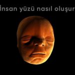 Okulda Görme İhtimalinin Çok Düşük Olduğu 10 Bilimsel Gerçek
