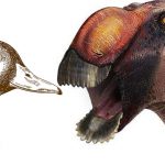 Ördek Gagasına Sahip Yeni Bir Dinozor Türü Keşfedildi