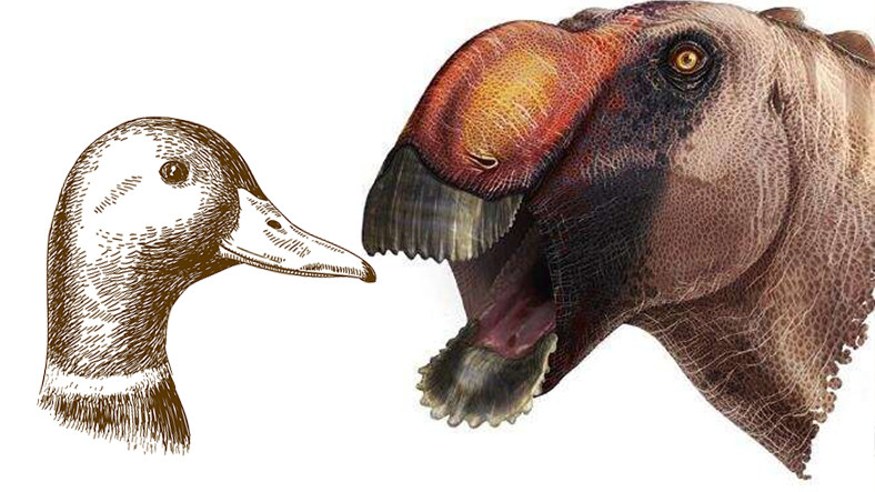 Ördek Gagasına Sahip Yeni Bir Dinozor Türü Keşfedildi