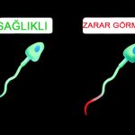 WiFi, Erkeklerin Sperm Sayısını Düşmesine Neden Oluyor