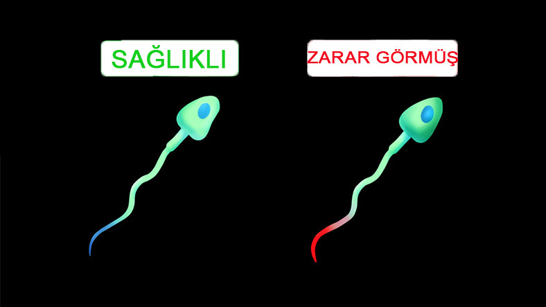 WiFi, Erkeklerin Sperm Sayısını Düşmesine Neden Oluyor